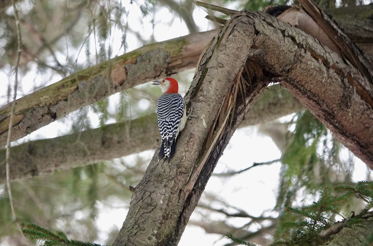 Red-bellied Woodpecker - ML647406103