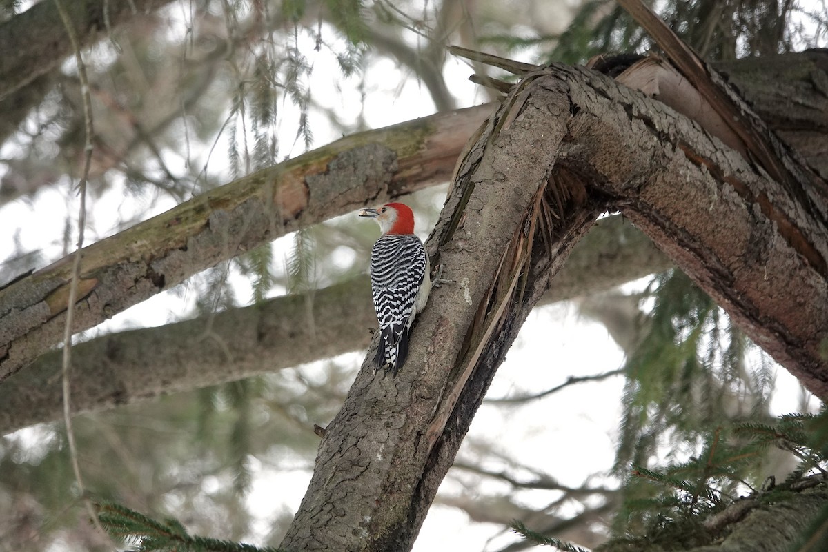 Red-bellied Woodpecker - ML647406104