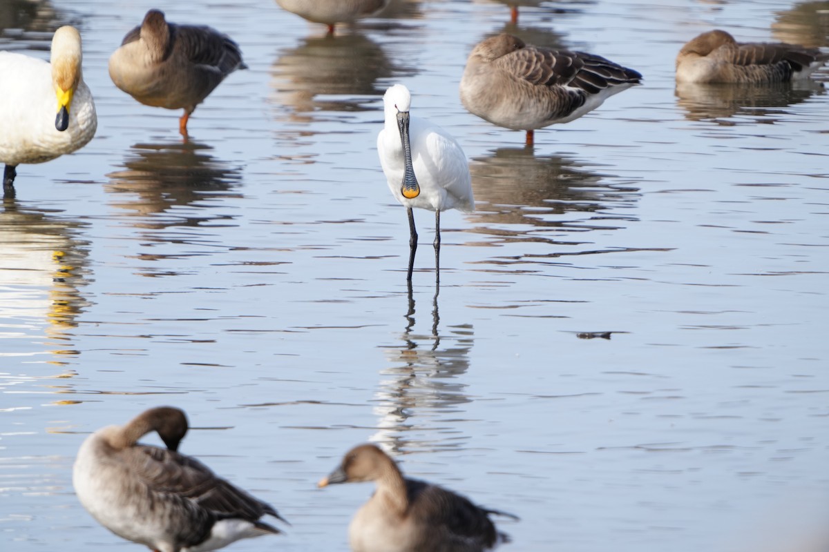 kolpík bílý - ML647406106