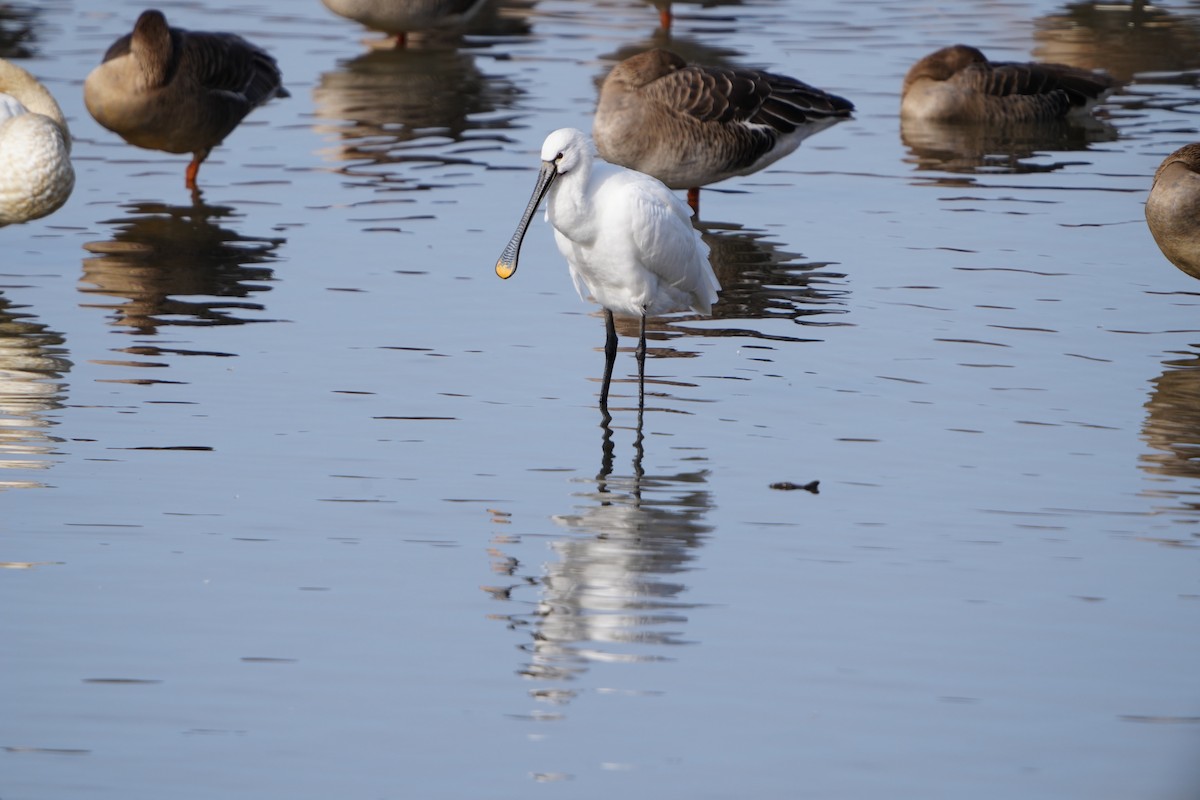 kolpík bílý - ML647406107