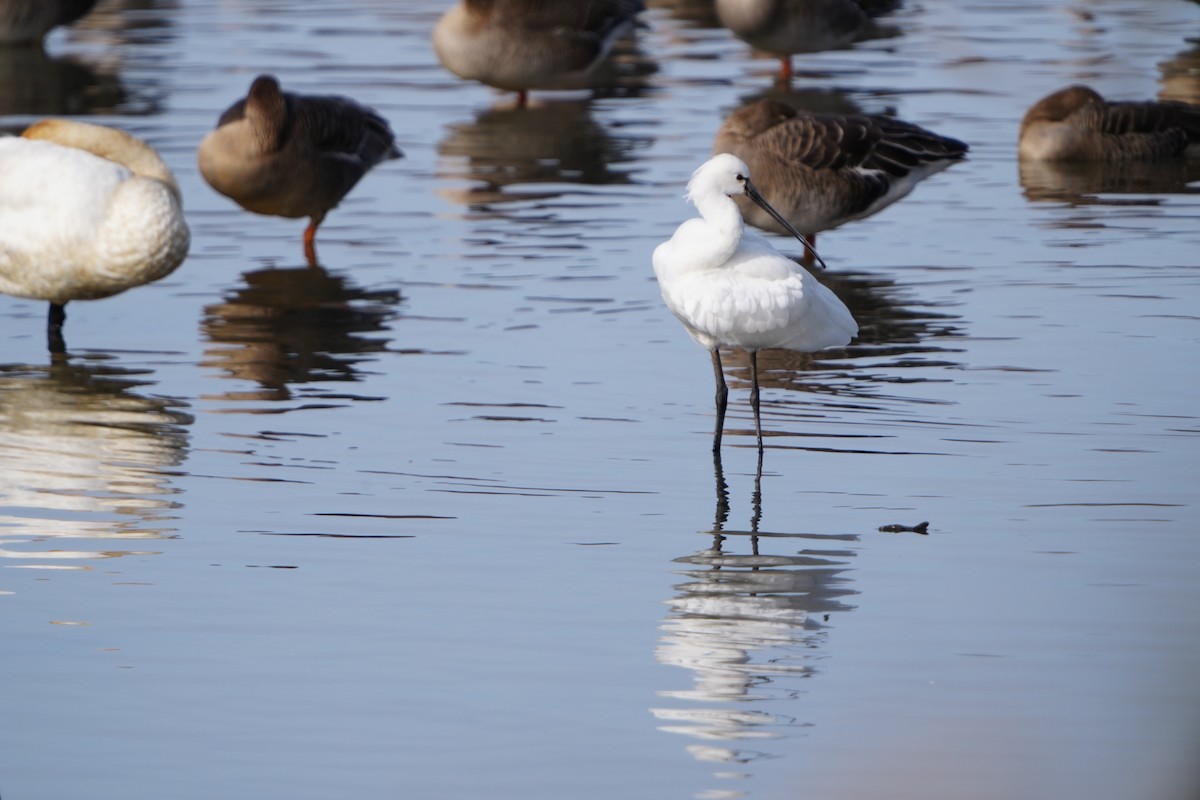 kolpík bílý - ML647406108