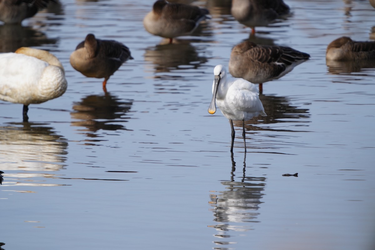 kolpík bílý - ML647406109