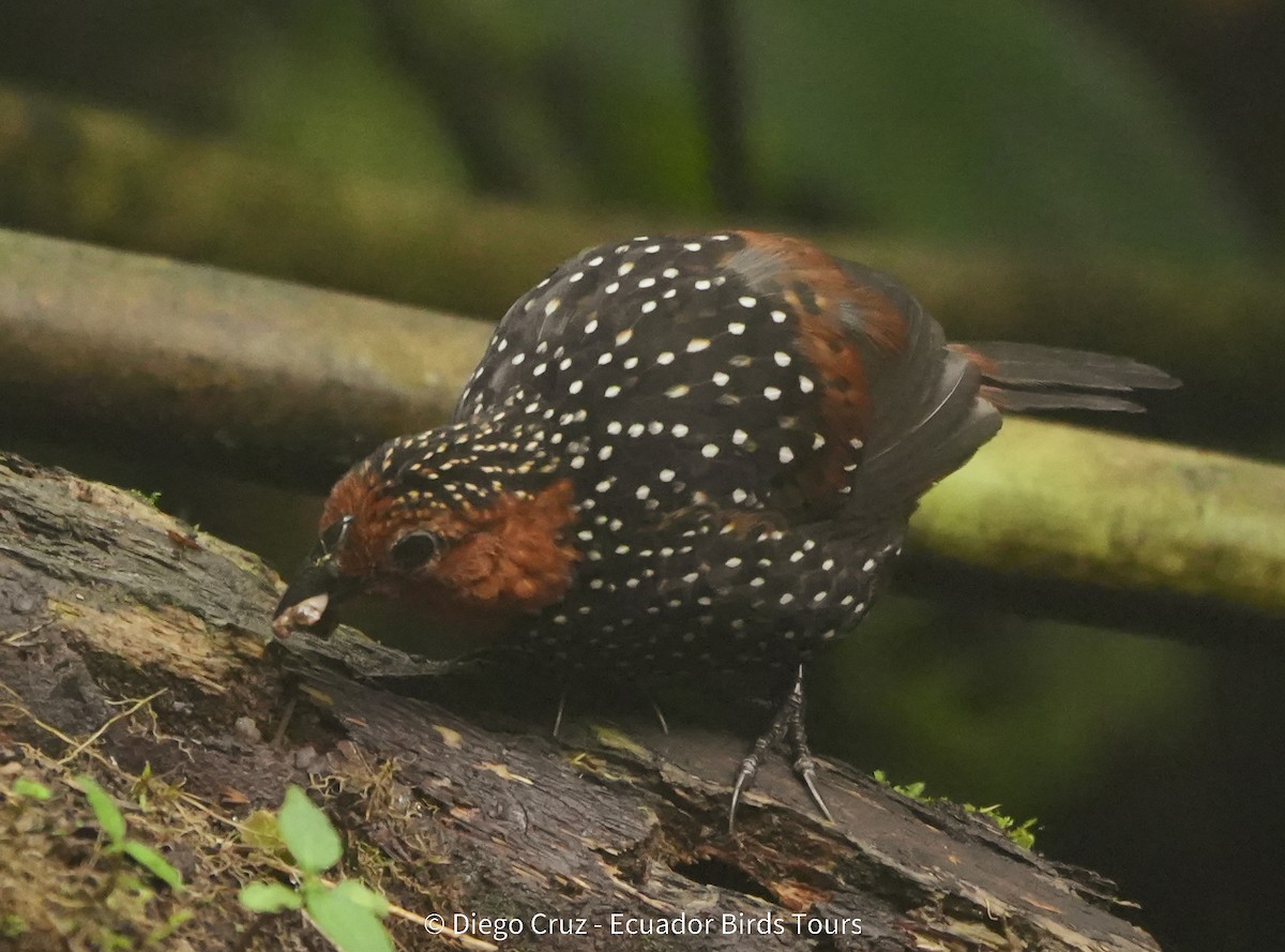 Глазчатый тапакуло - ML647406110