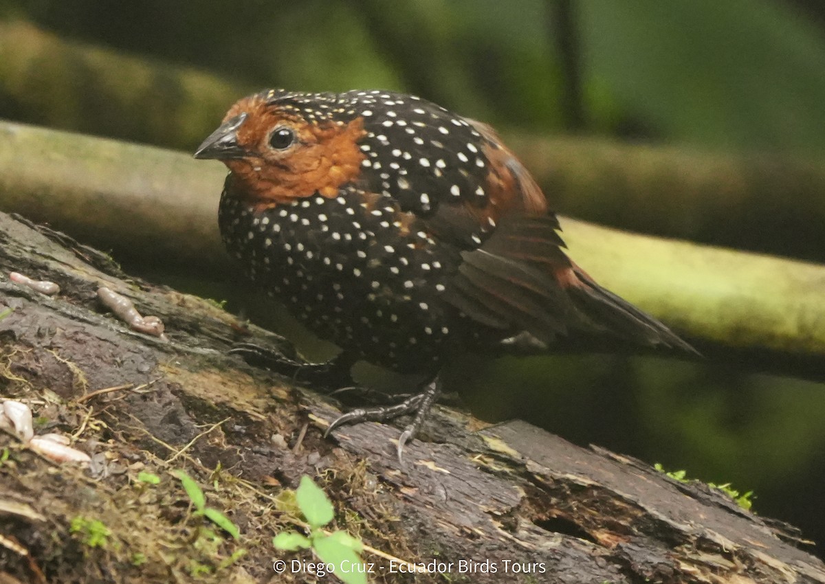 Глазчатый тапакуло - ML647406111