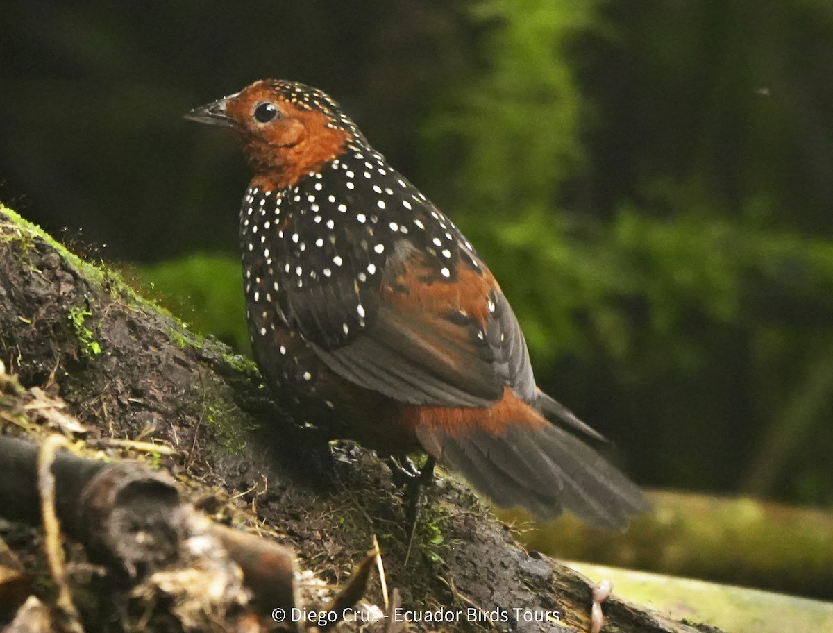 Глазчатый тапакуло - ML647406112