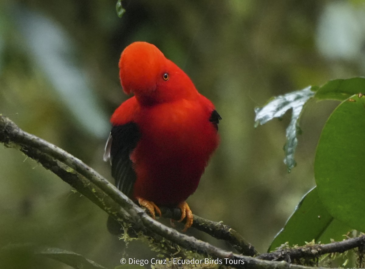 Coq-de-roche péruvien - ML647406119