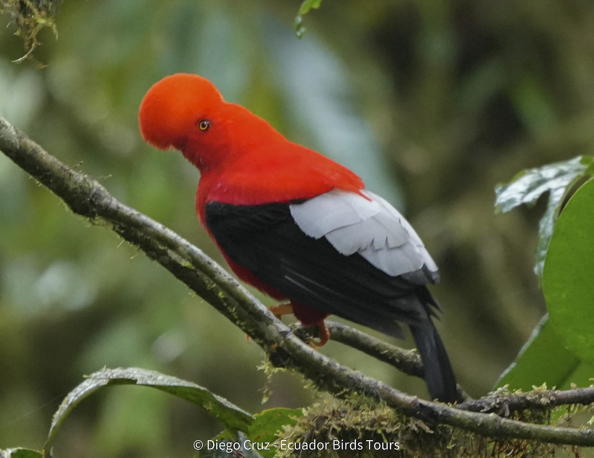 Coq-de-roche péruvien - ML647406120