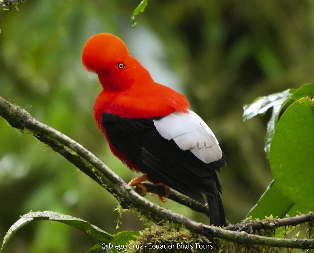 Coq-de-roche péruvien - ML647406121