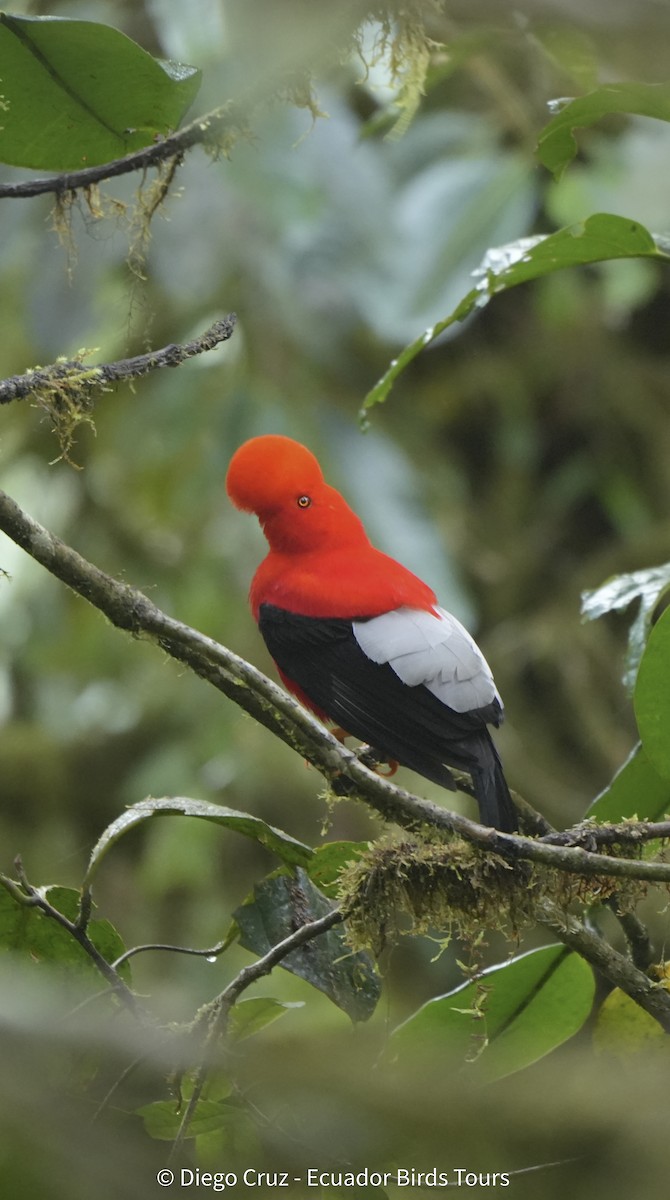 Coq-de-roche péruvien - ML647406122