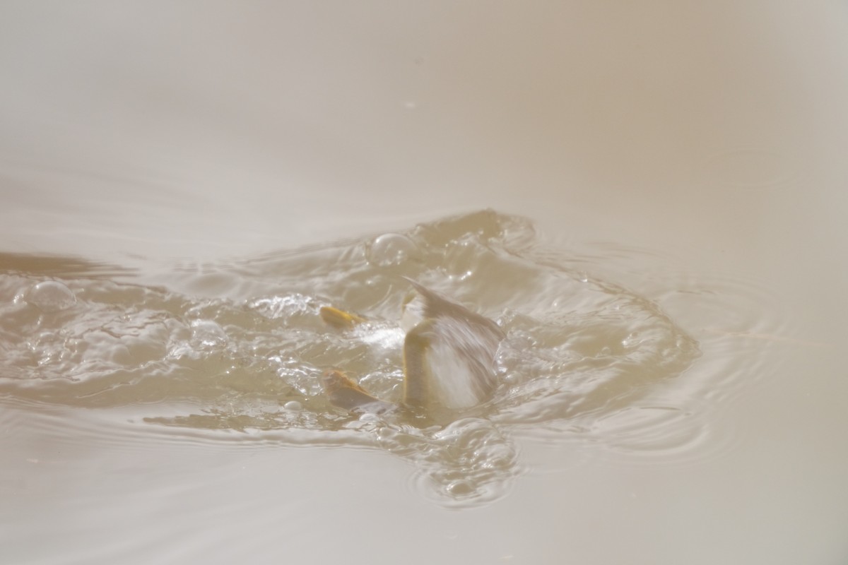 potápka roháč - ML647406129