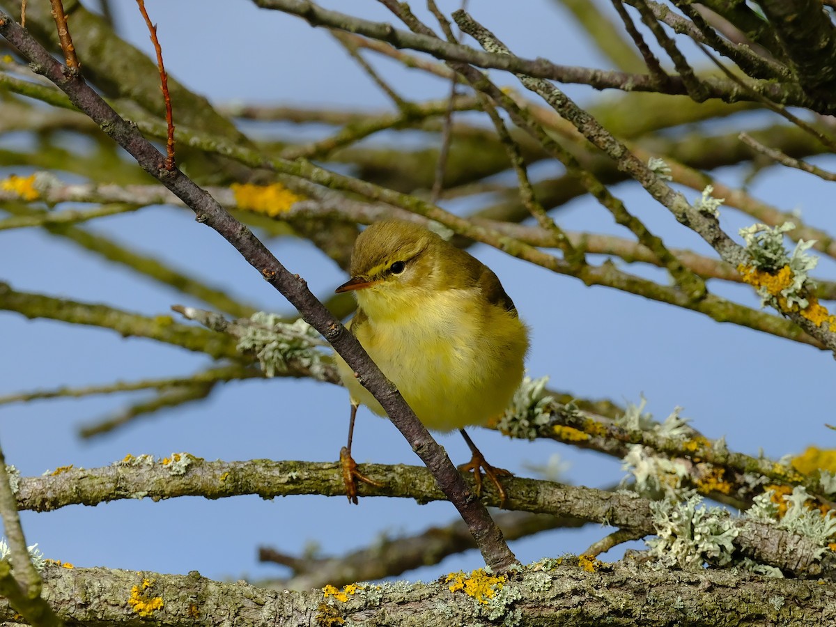 Willow Warbler/Common Chiffchaff - ML647406134