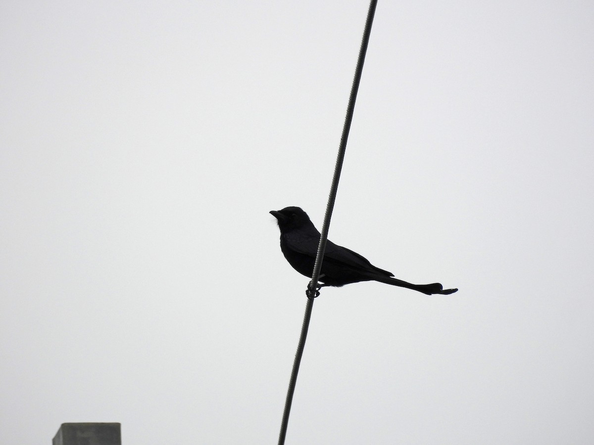 Black Drongo - ML647406135