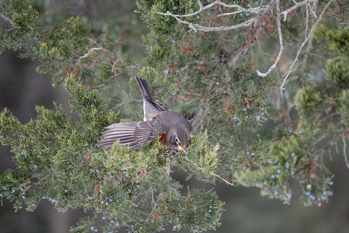 American Robin - ML647406161