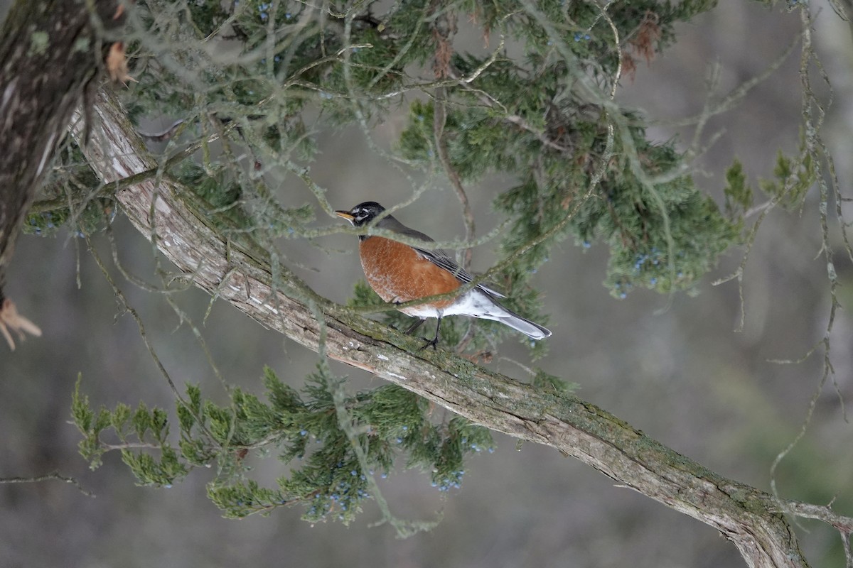 American Robin - ML647406162