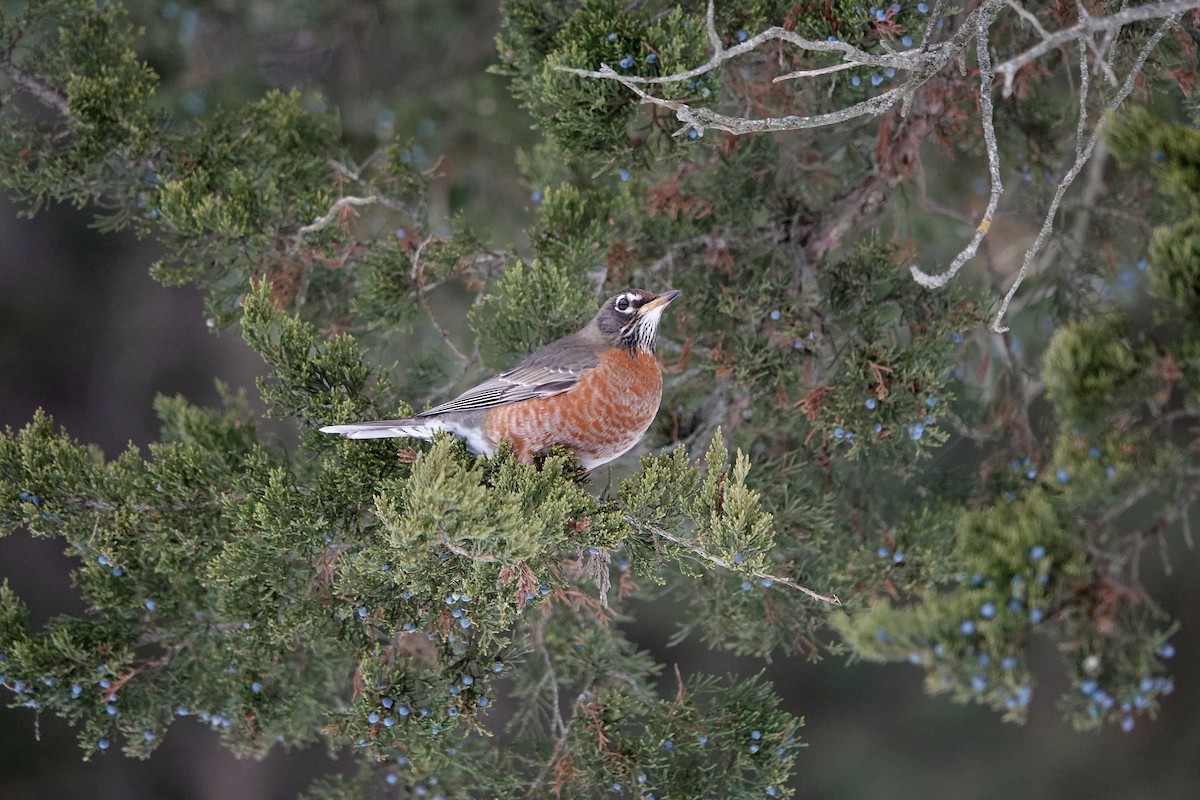 American Robin - ML647406163