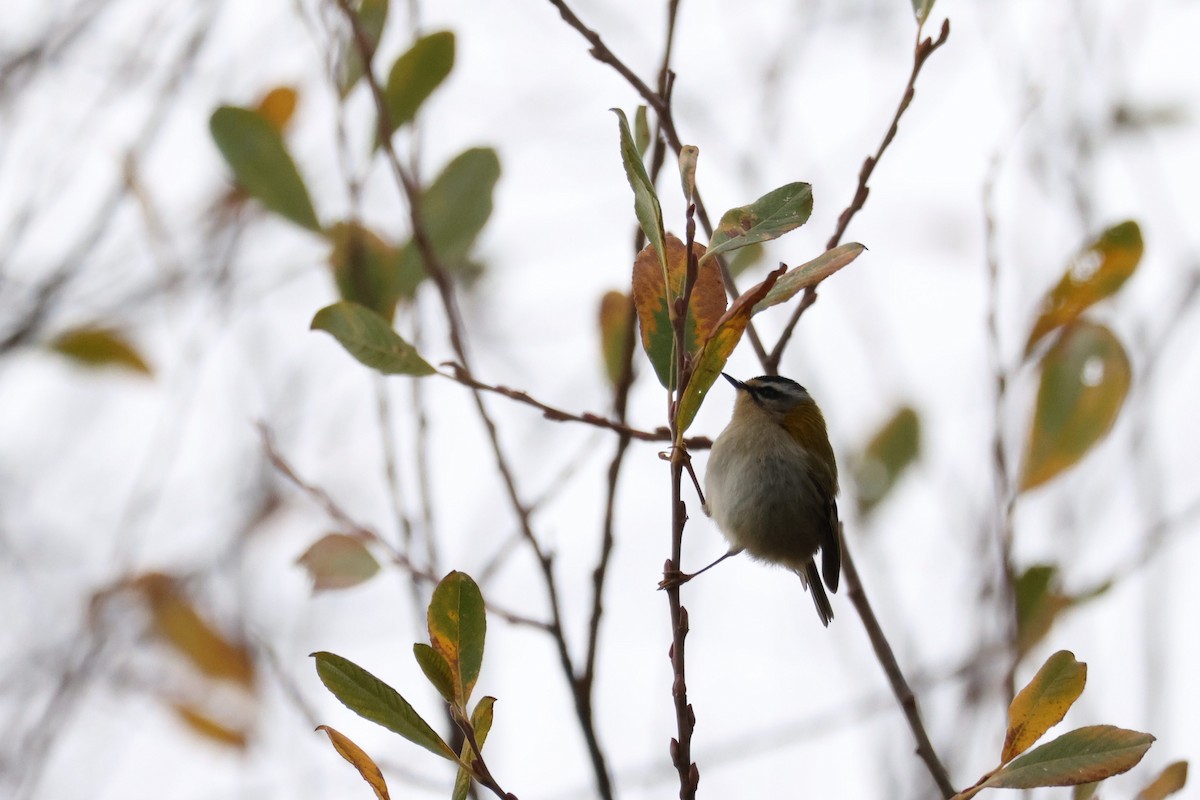 Common Firecrest - ML647406166