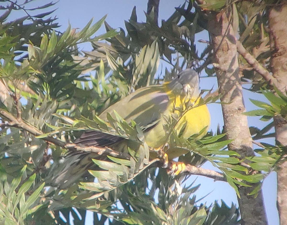 Sarı Ayaklı Yeşil Güvercin - ML647406203