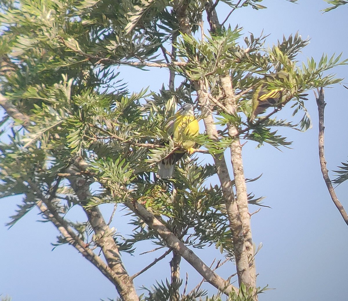 Sarı Ayaklı Yeşil Güvercin - ML647406204