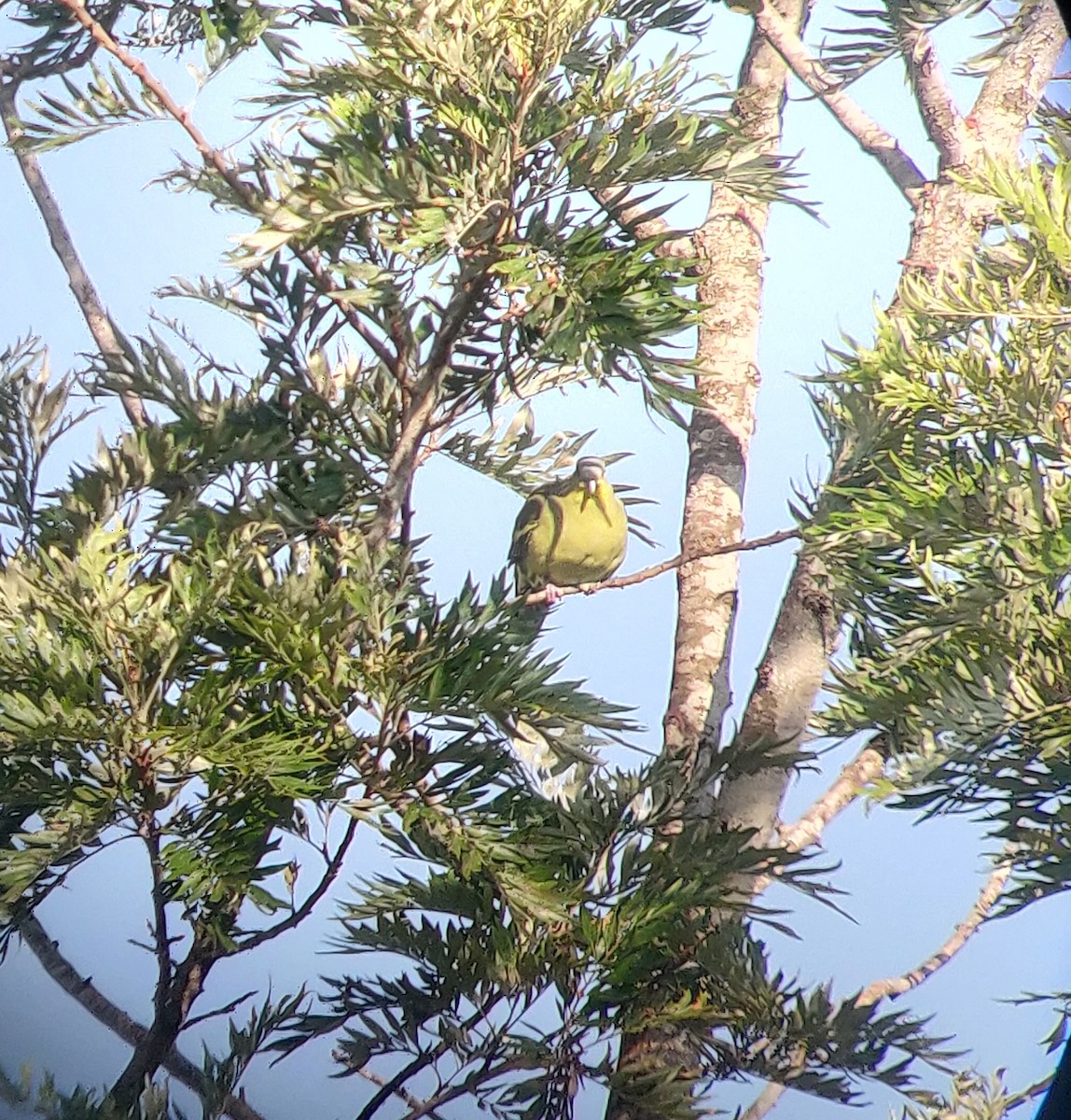 Hint Yeşil Güvercini - ML647406205