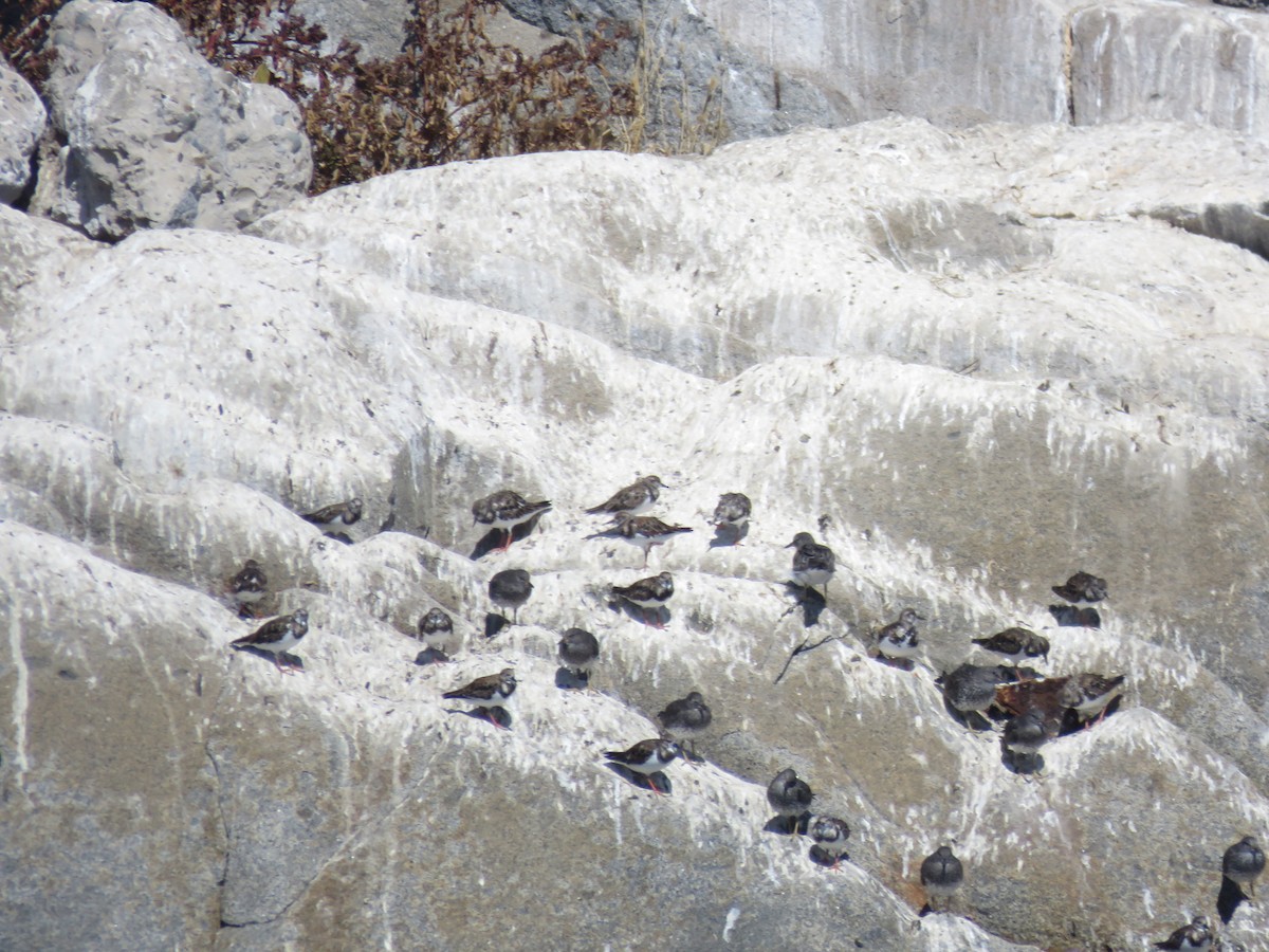 Bécasseau du ressac - ML647406208