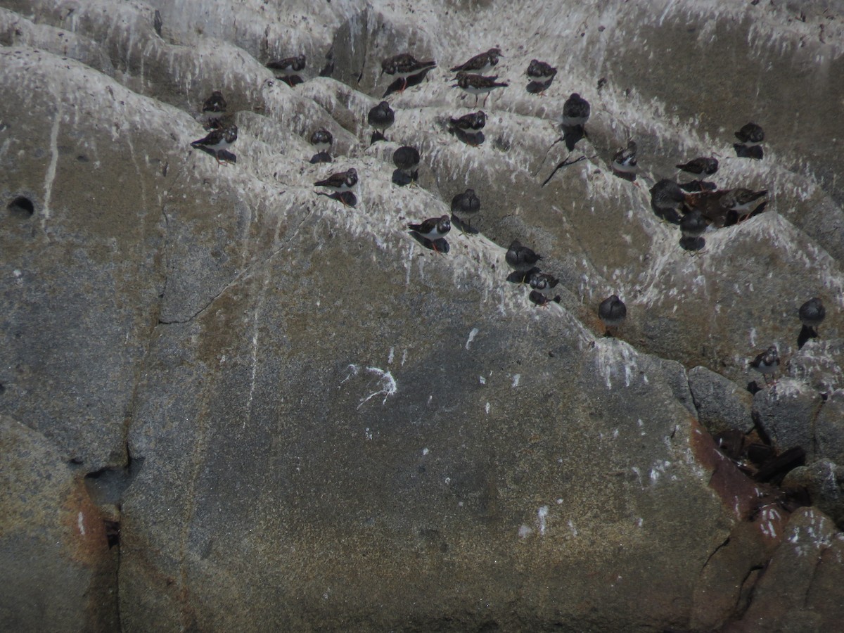 Bécasseau du ressac - ML647406209