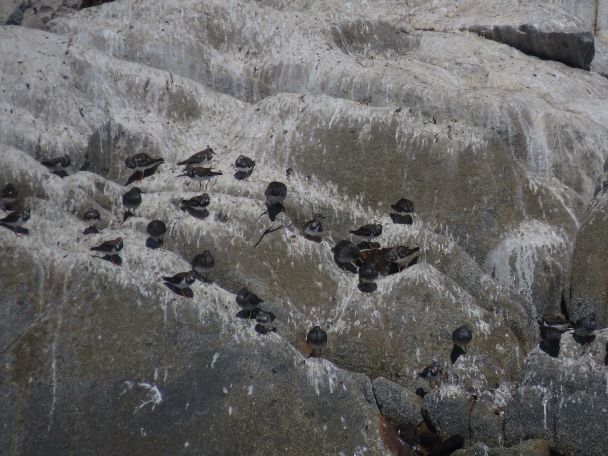 Tournepierre à collier - ML647406217