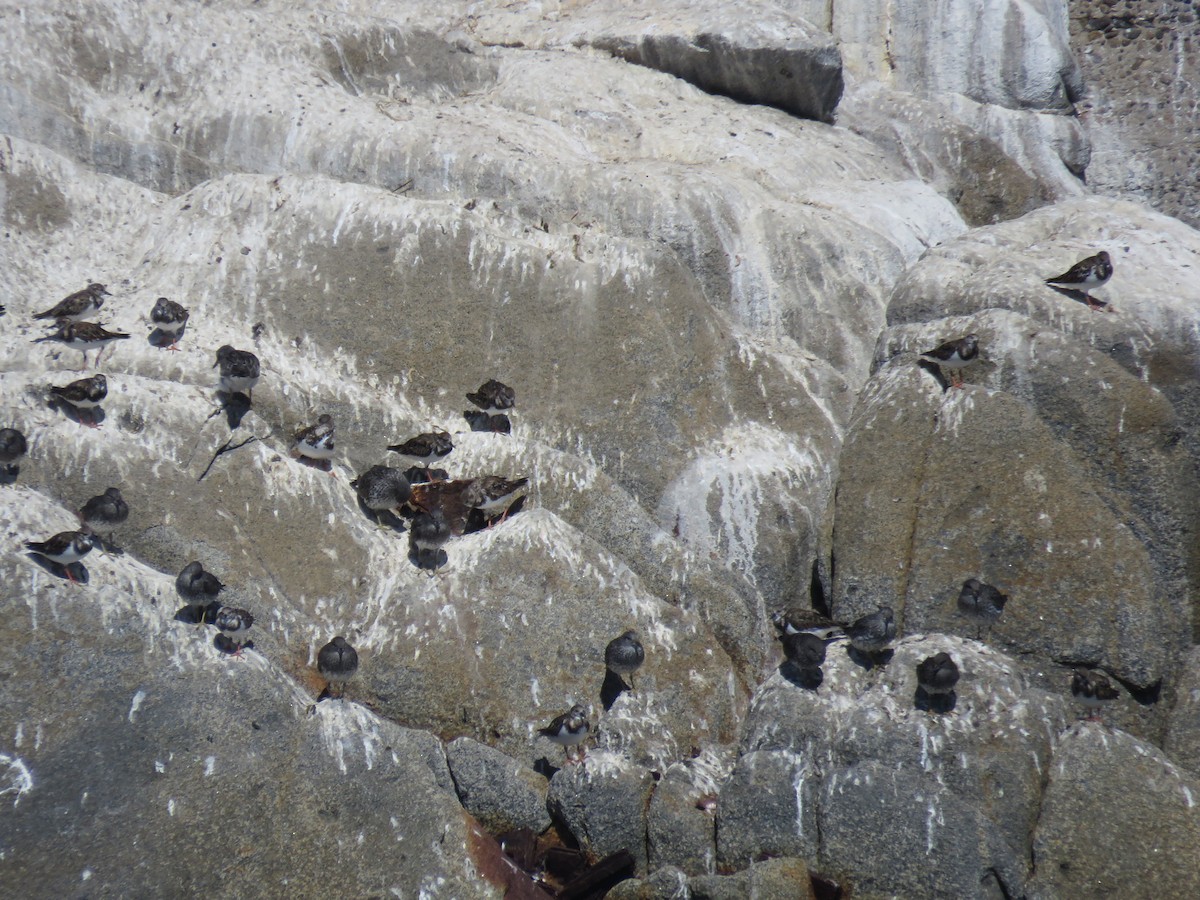 Tournepierre à collier - ML647406218