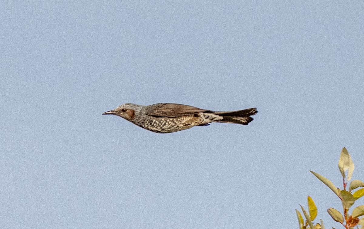 Оливник короткопалий - ML647406221