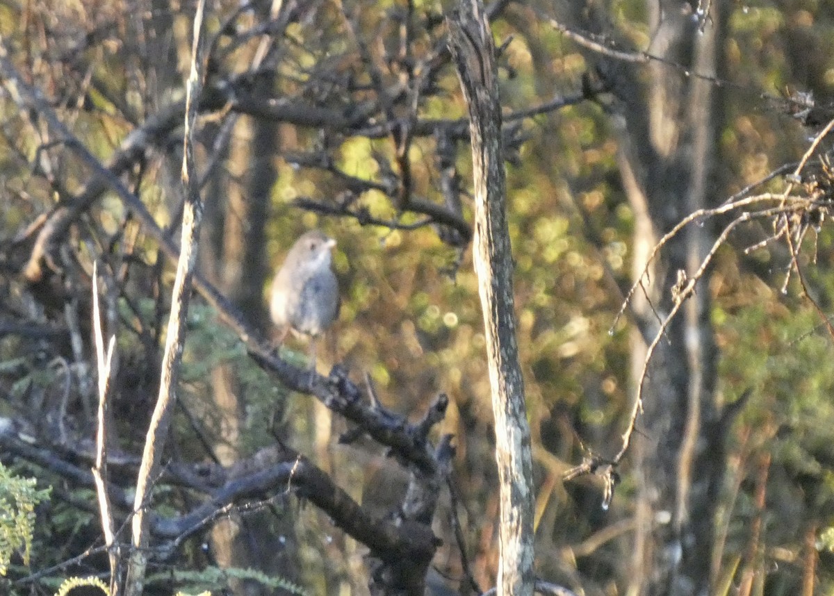 Dasyorne brun - ML647406226