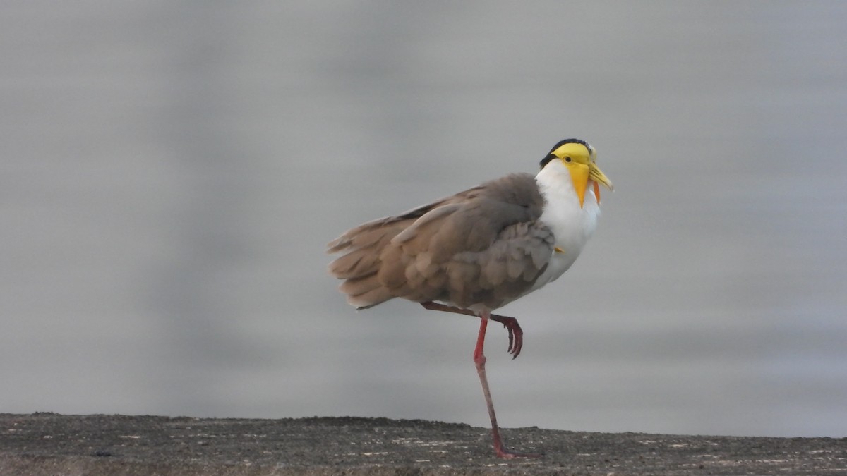 Vanneau soldat - ML647406232