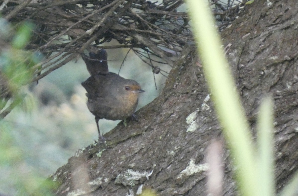 Pycnoptile compagnon - ML647406237