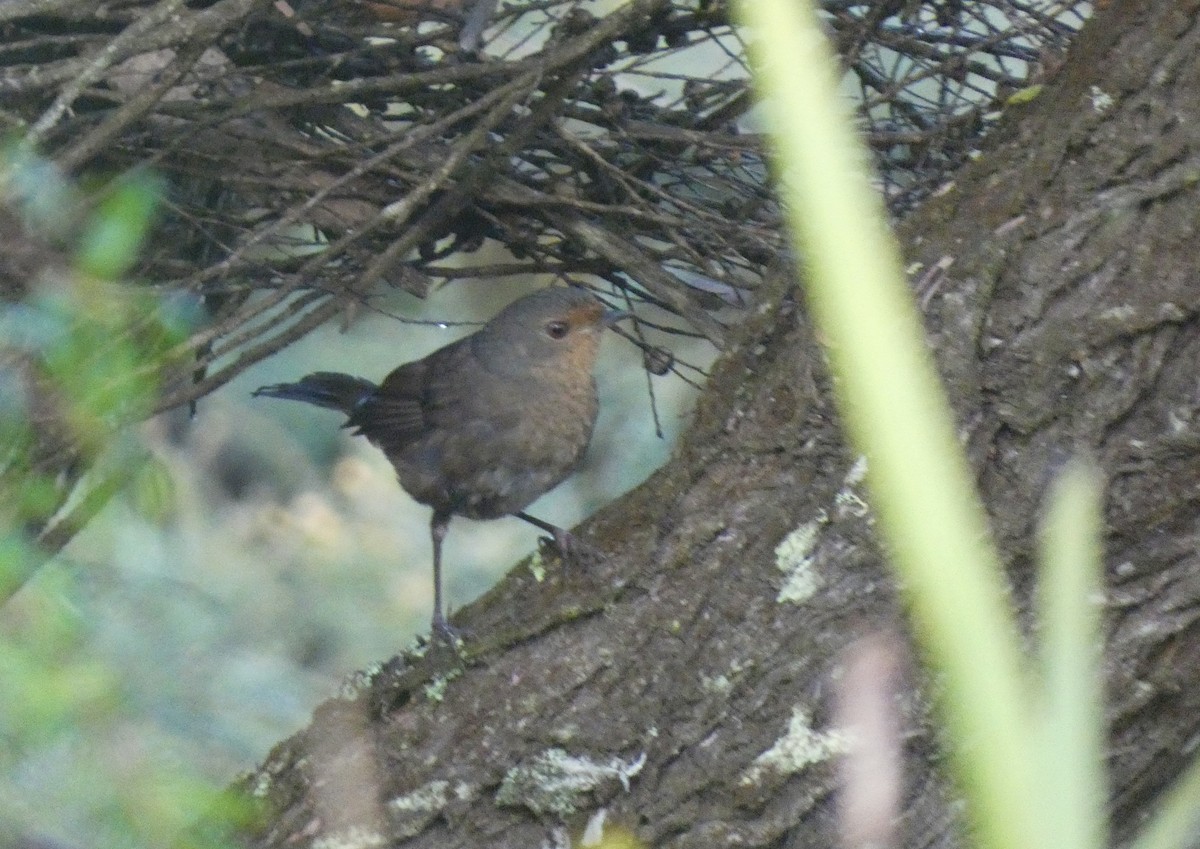 Pycnoptile compagnon - ML647406238