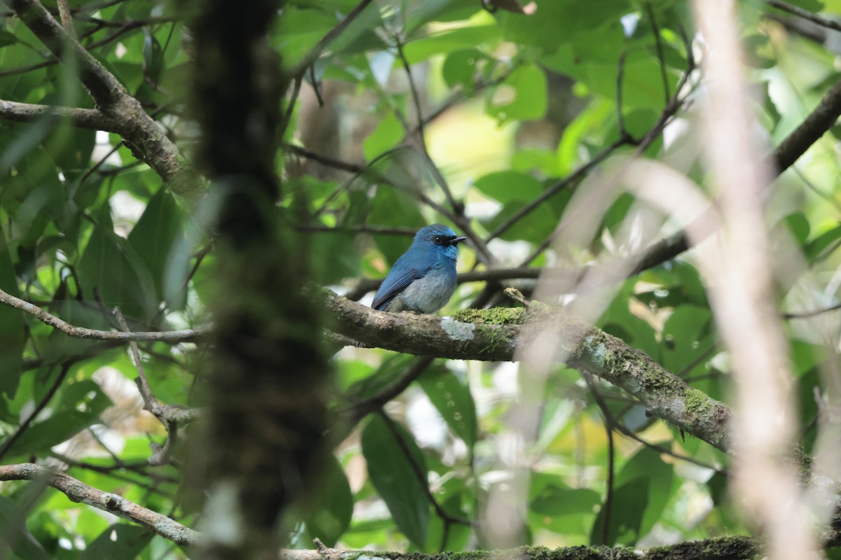 Gobemouche indigo - ML647406239