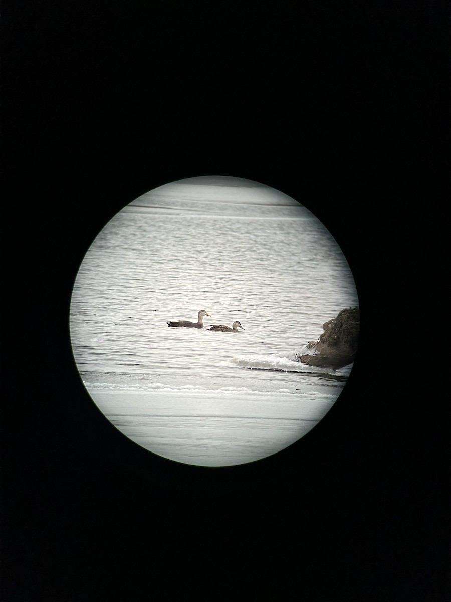 Canard noir - ML647406240