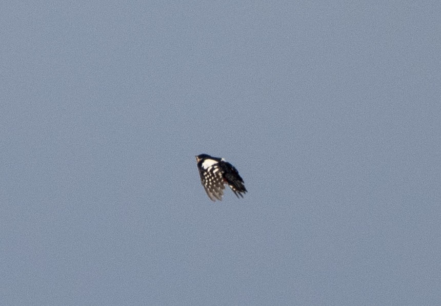 Pic épeiche - ML647406241