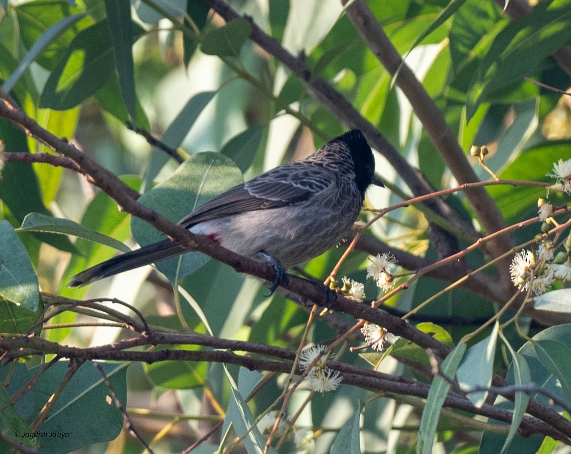 Bulbul à ventre rouge - ML647406242