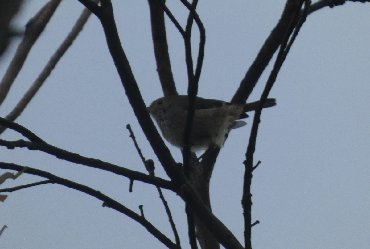 Acanthize mignon - ML647406245