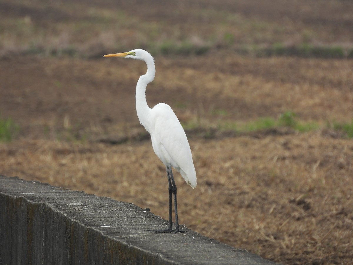 Grande Aigrette - ML647406246