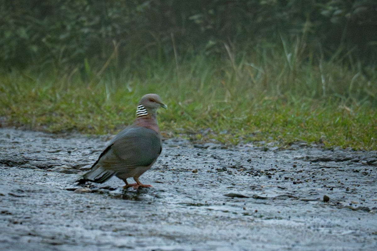 Pigeon de Ceylan - ML647406247