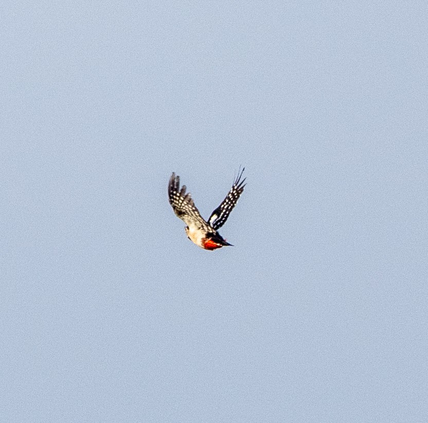 Pic épeiche - ML647406248