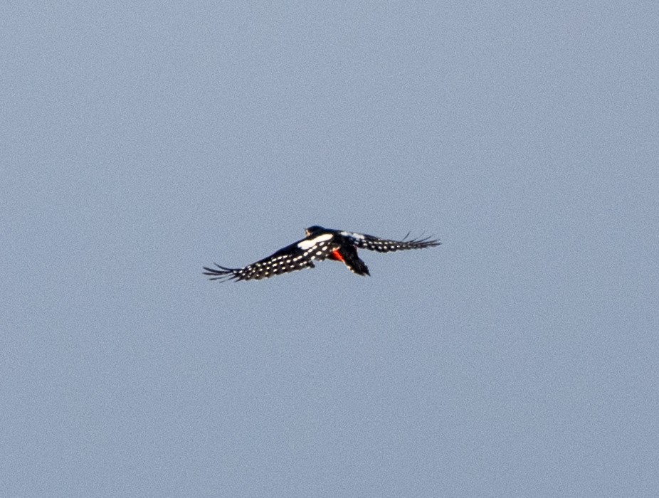 Pic épeiche - ML647406250