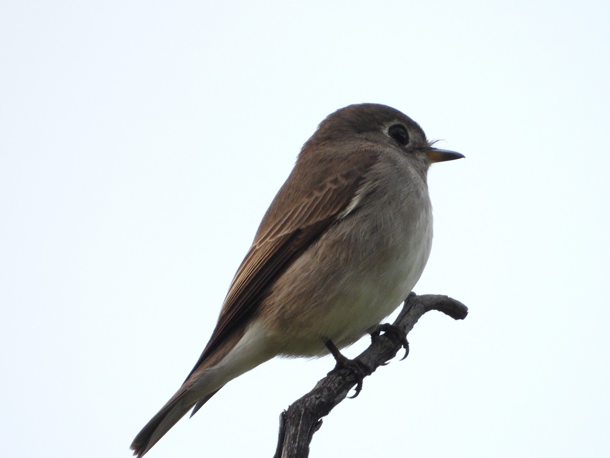 Gobemouche brun - ML647406253