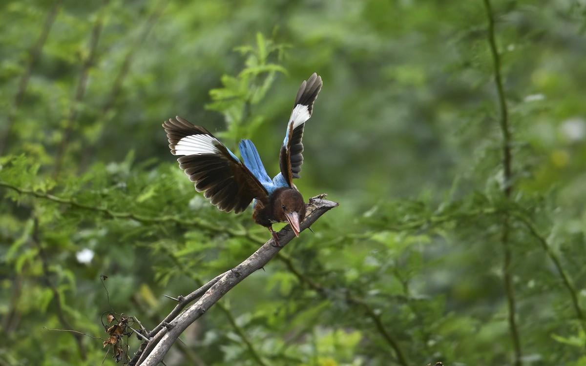 Martin-chasseur de Smyrne - ML647406254