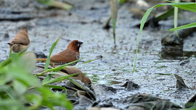 Capucin damier - ML647406256