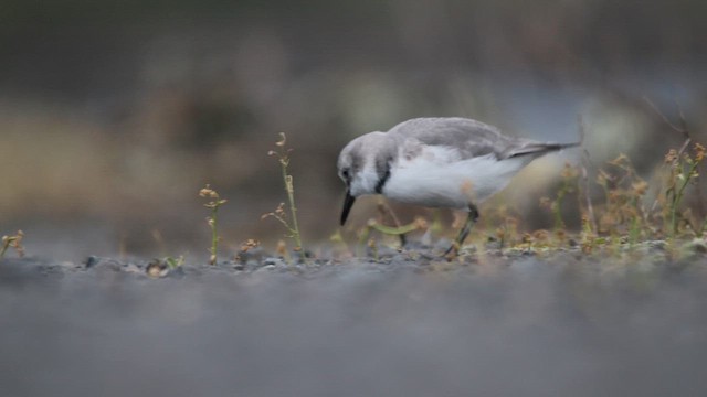 Wrybill - ML647406257