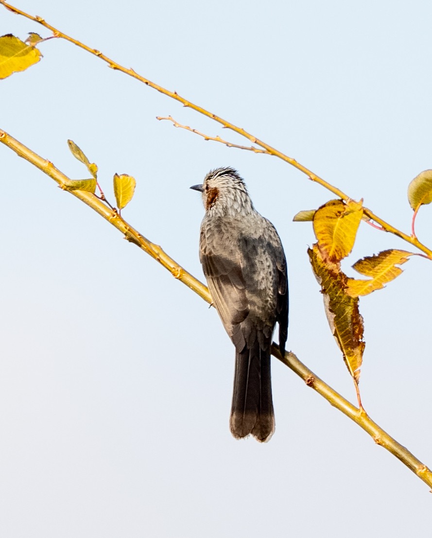 Bulbul à oreillons bruns - ML647406258