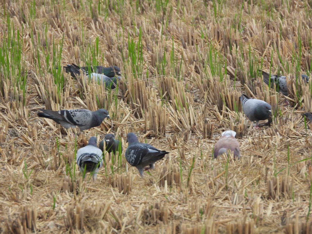 Pigeon biset (forme domestique) - ML647406263