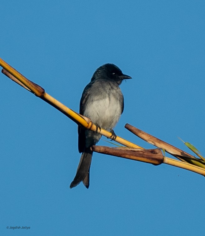 Drongo à ventre blanc - ML647406265