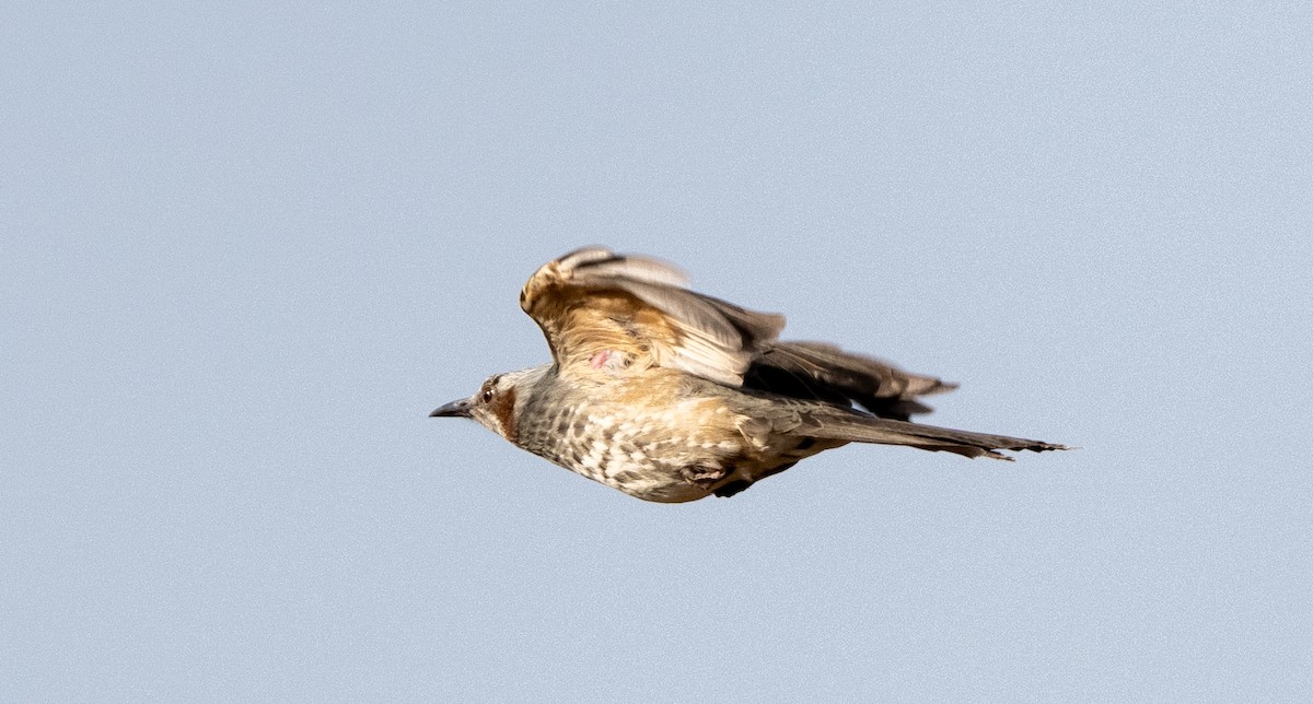 Оливник короткопалий - ML647406267