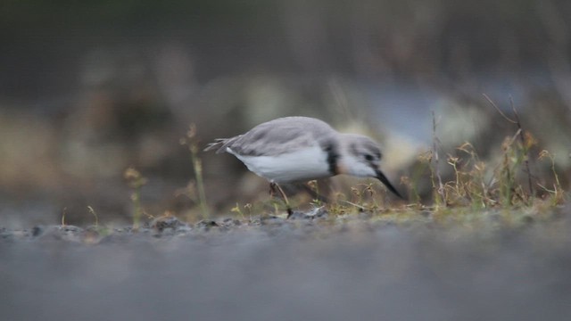 ハシマガリチドリ - ML647406268